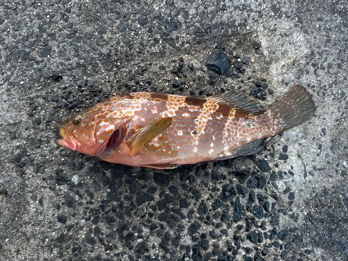 キジハタの釣果