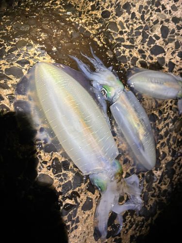 アオリイカの釣果