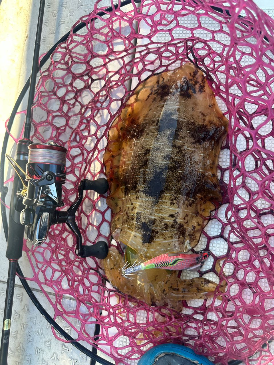 わか船長さんの釣果 1枚目の画像