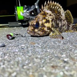 オウゴンムラソイ