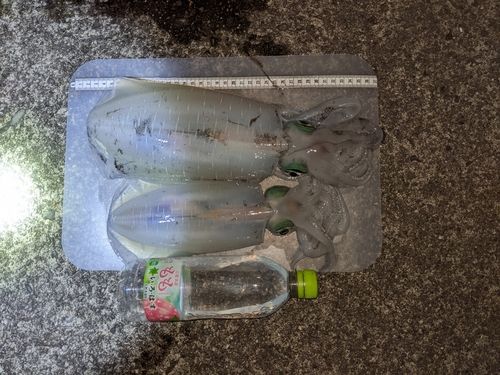 アオリイカの釣果