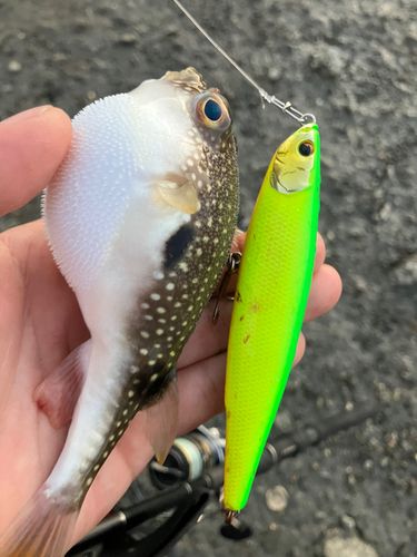 クサフグの釣果