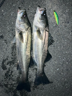 シーバスの釣果