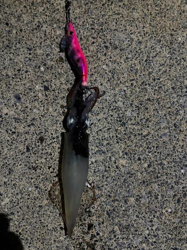 ヤリイカの釣果