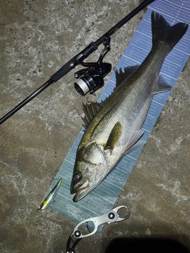 シーバスの釣果