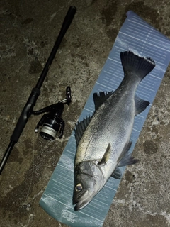 ヒラスズキの釣果