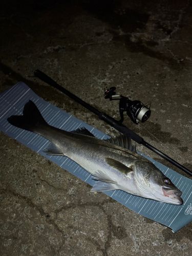 東京湾（アクアライン〜富津）