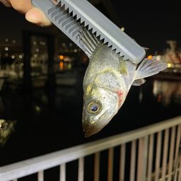 セイゴ（マルスズキ）