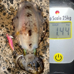 アオリイカの釣果