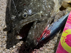 ヒラメの釣果