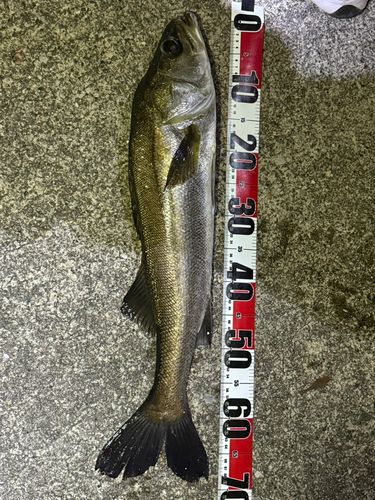 千葉港中央埠頭