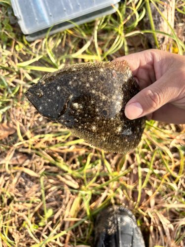 新舞子海岸（富津）