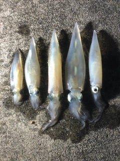 ヤリイカの釣果