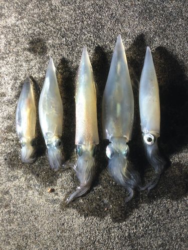 ヤリイカの釣果