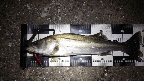 シーバスの釣果