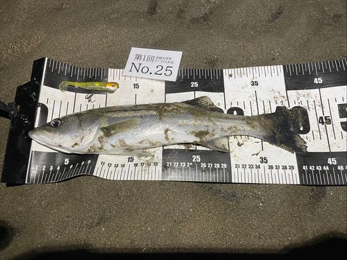 シーバスの釣果