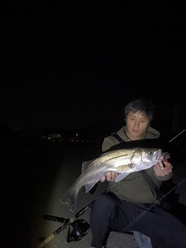 マルスズキの釣果