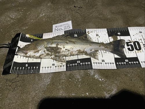 シーバスの釣果