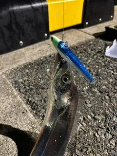 タチウオの釣果