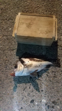 コショウダイの釣果