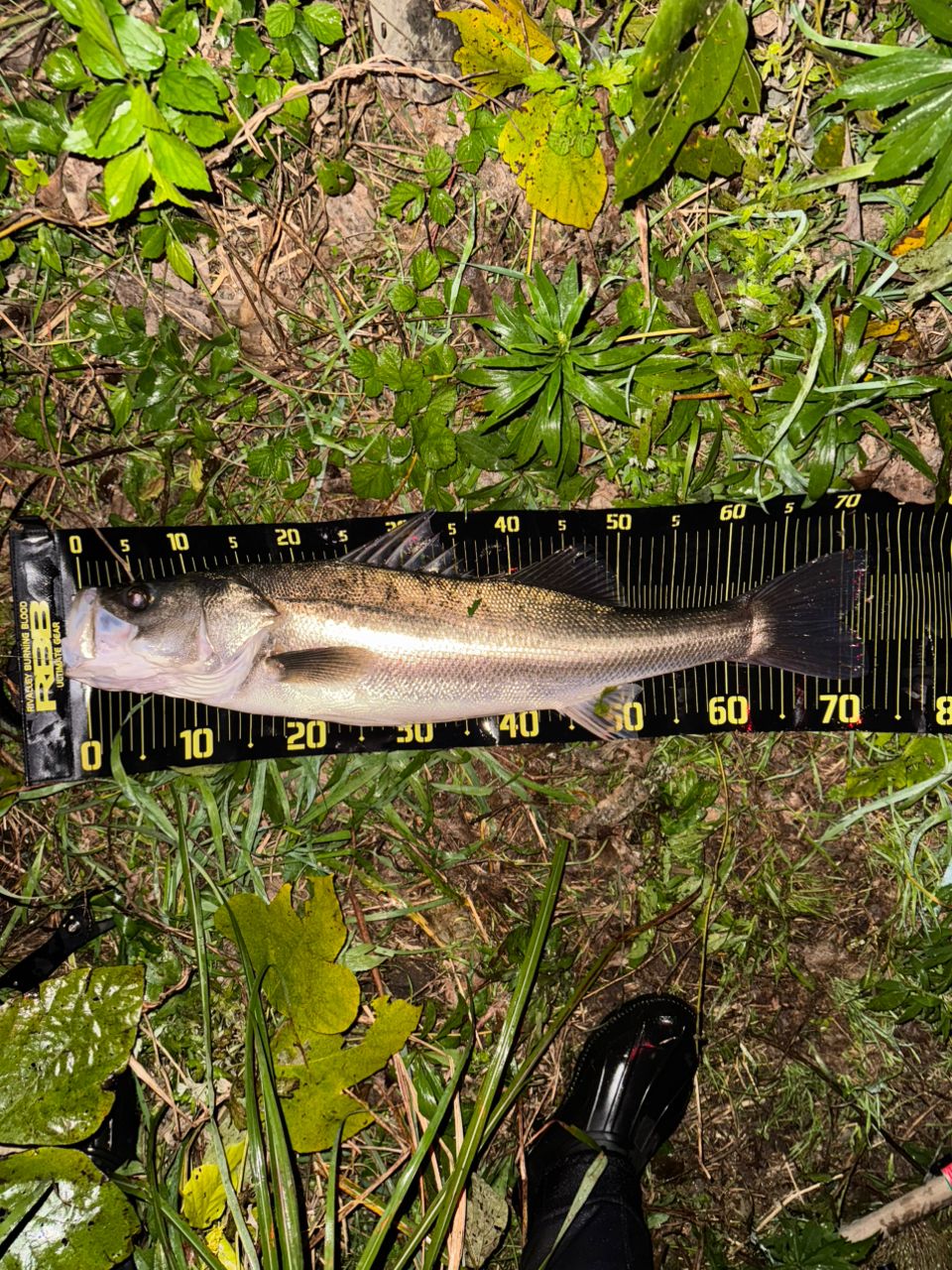 APIA フージン' AD LAPAGE 85MHの最安値・インプレ・釣果 | 本音の