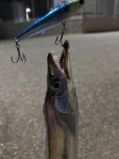 タチウオの釣果