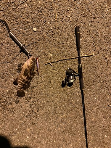 太田川河口（磐田）