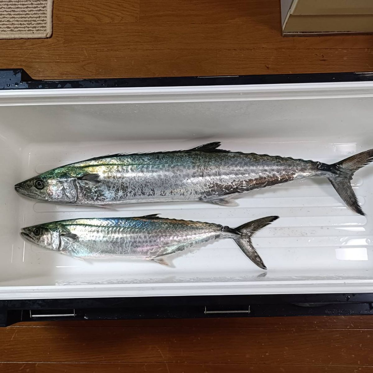 小心者の釣り師さんの釣果 2枚目の画像