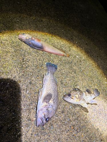 クロソイの釣果