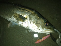 シーバスの釣果