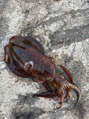 アオリイカの釣果