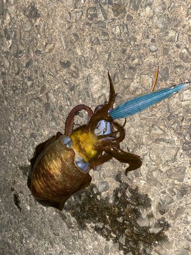 アオリイカの釣果