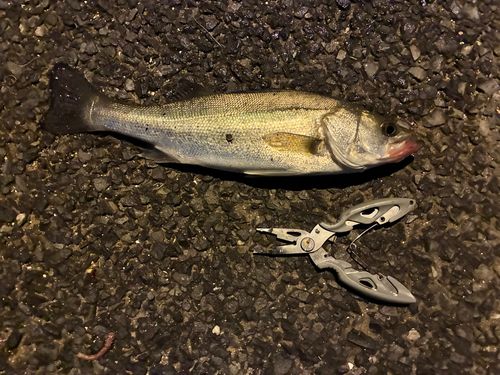 セイゴ（マルスズキ）の釣果