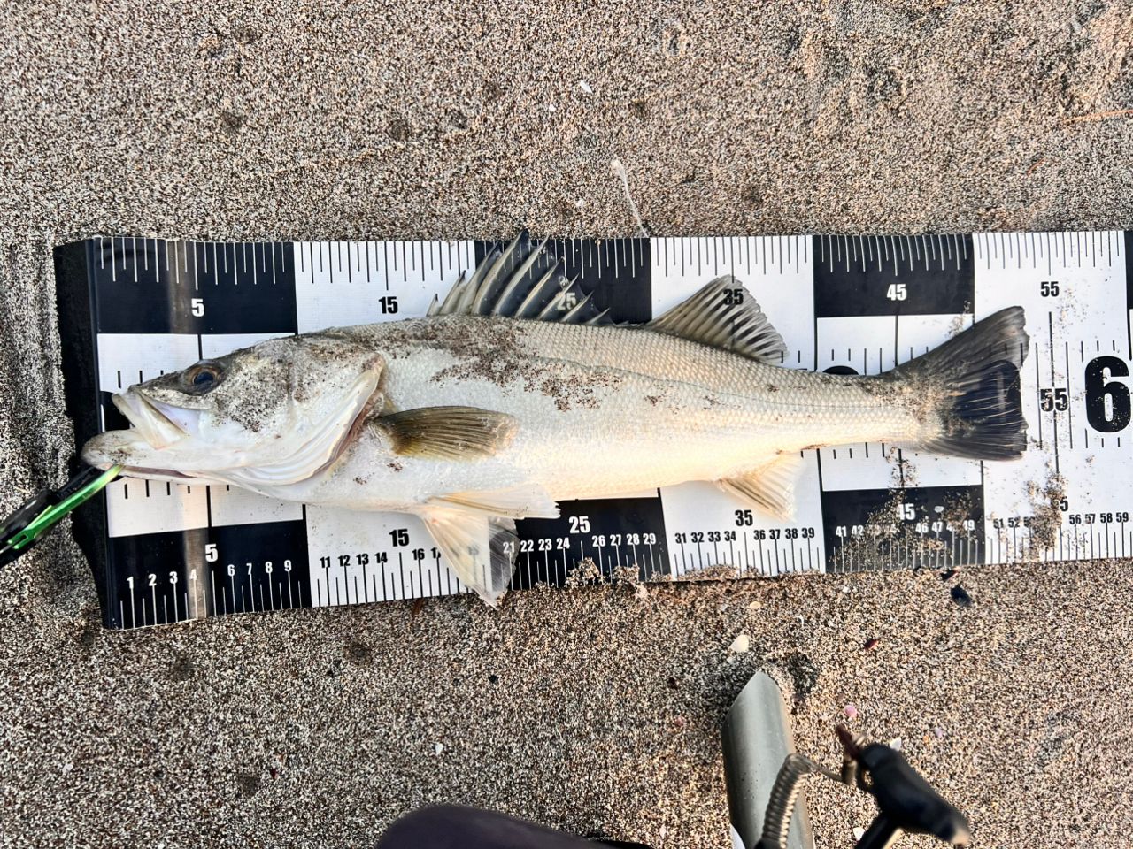 国士無双ヤマガブランクス　アーリーフォーサーフ 103M 美品 YAMAGA Blanks(ヤマガブランクス) EARLY(アーリー) 103M(2ピース