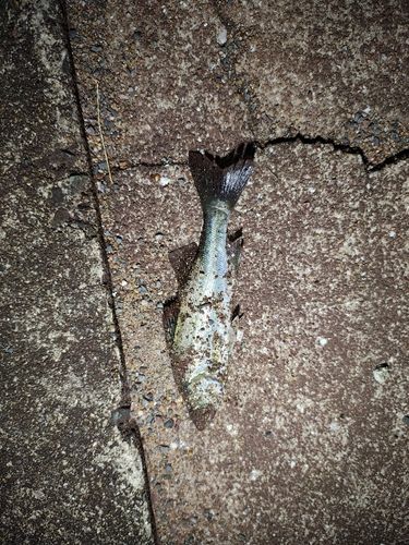 セイゴ（マルスズキ）の釣果