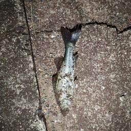 セイゴ（マルスズキ）