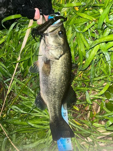 ブラックバスの釣果