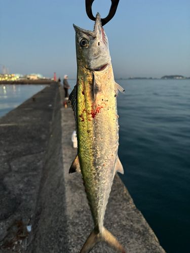 サゴシの釣果