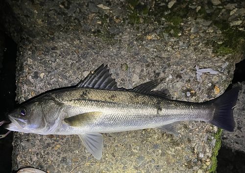 シーバスの釣果