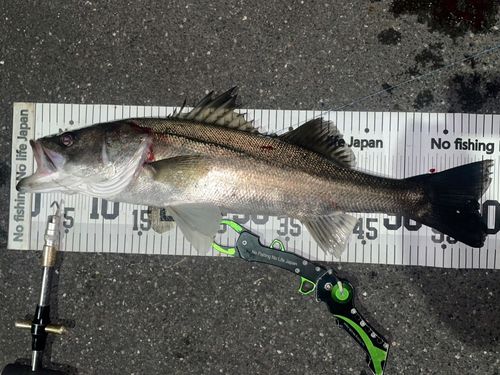 シーバスの釣果