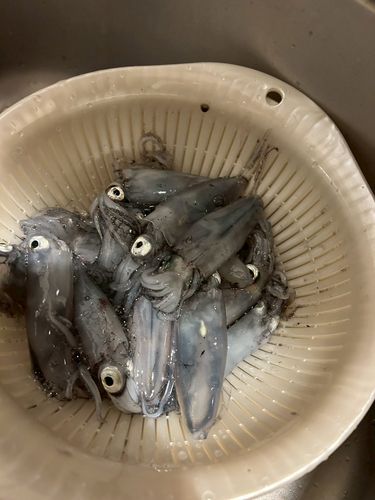 マメイカの釣果