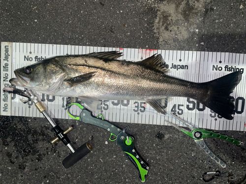 シーバスの釣果