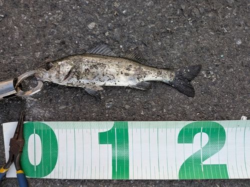 東京湾（アクアライン〜富津）