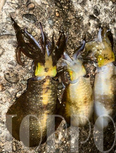 アオリイカの釣果