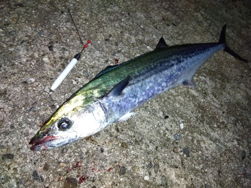 サゴシの釣果