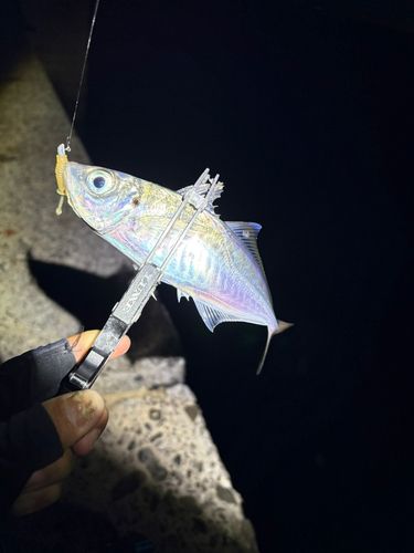 忠岡木材コンビナート