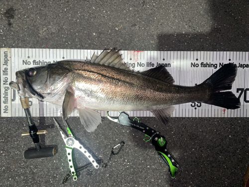 シーバスの釣果