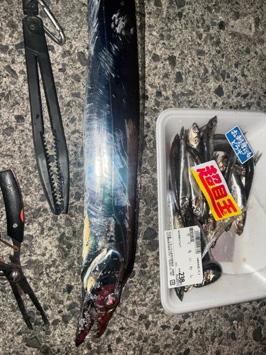 タチウオの釣果