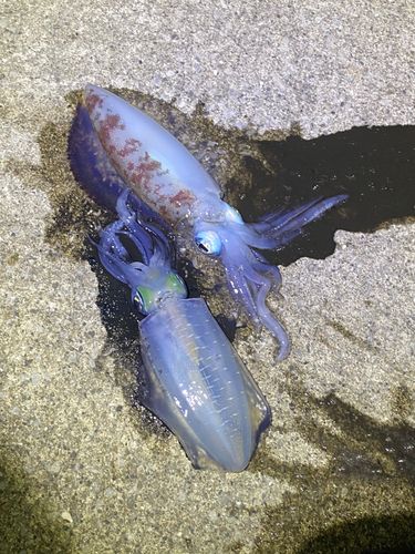 アオリイカの釣果