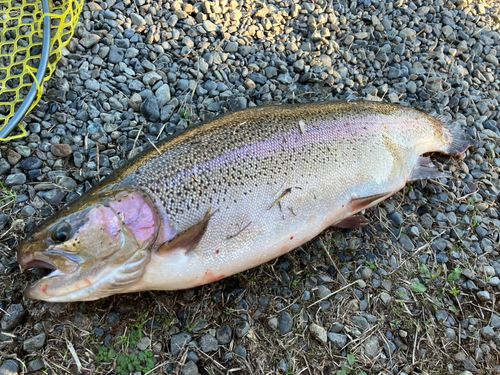 ベリーパーク in FISH ON! 王禅寺